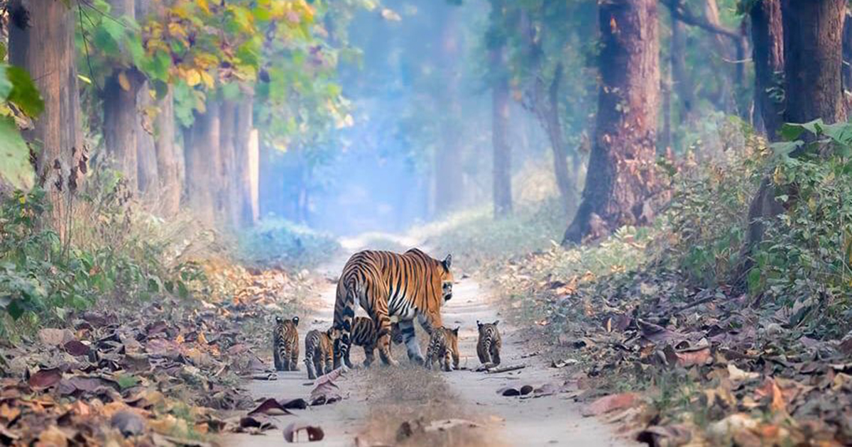 Indias Tiger Population Is Rising And This Photo Provides Brilliant